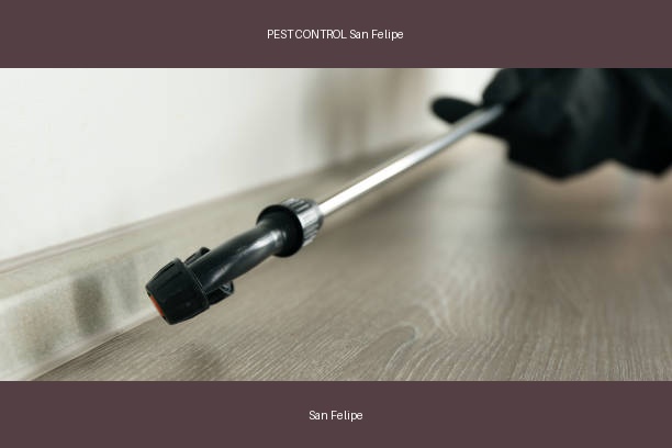 PEST CONTROL San Felipe